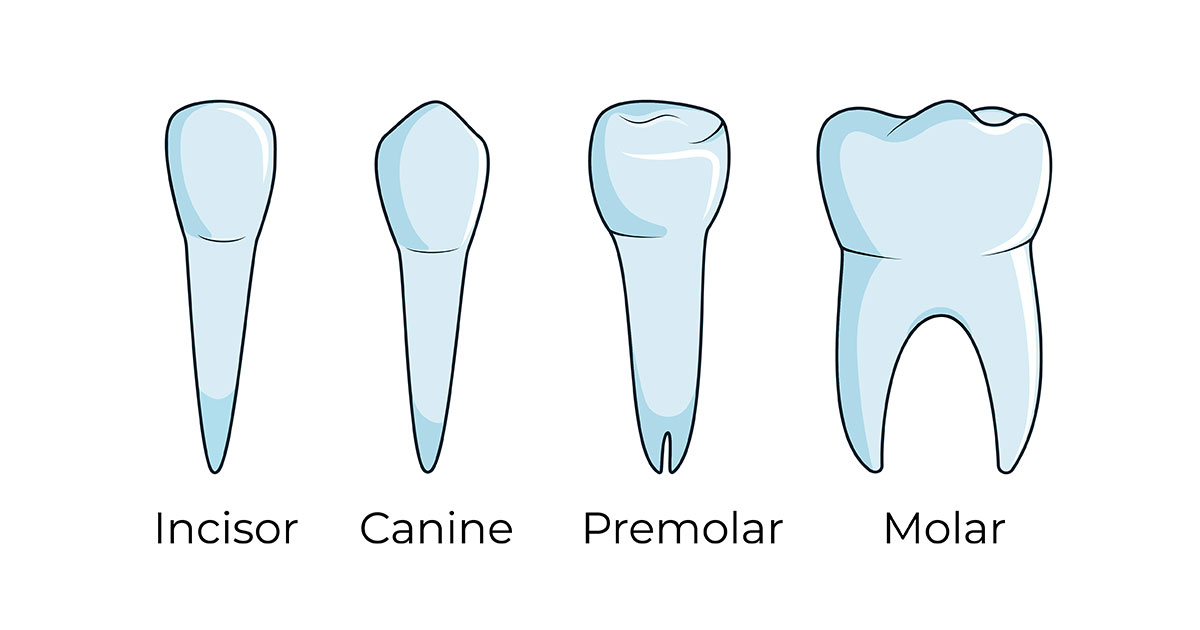 Illustrated diagram showing four types of teeth.